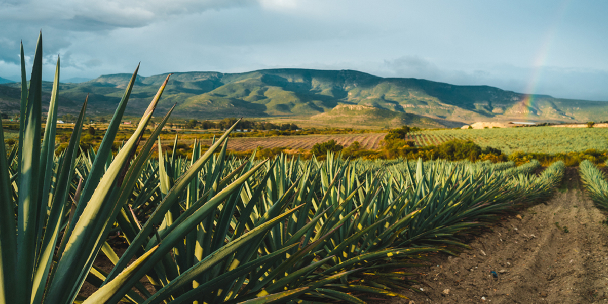 Industria del Tequila y China